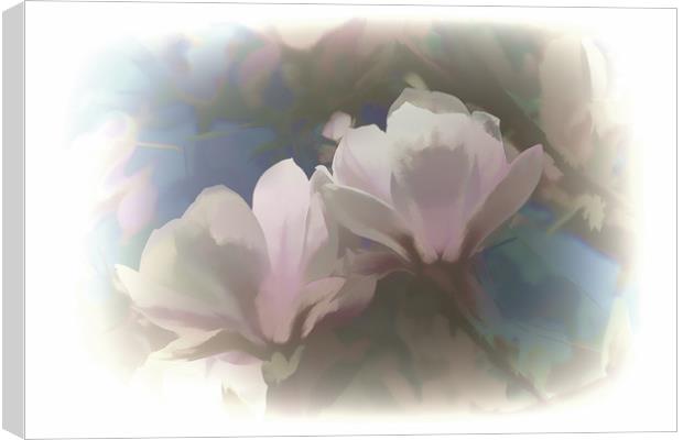 Soft Magnolia Canvas Print by Lynn Carter