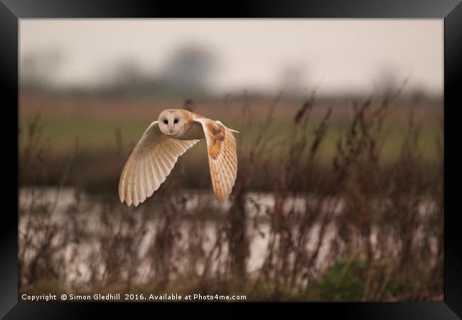 Barn Owl in Flight Framed Print by Simon Gledhill