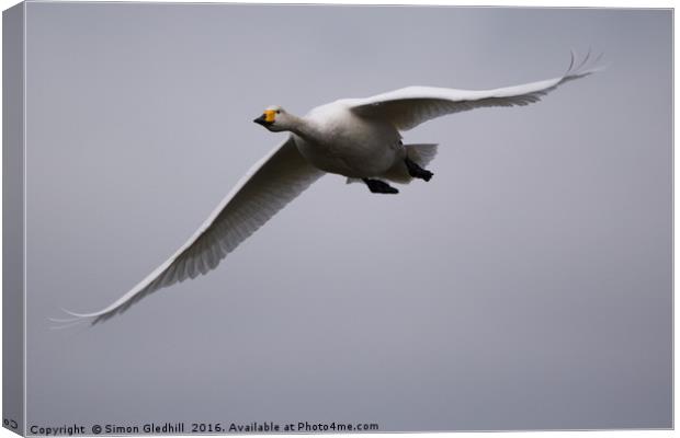 Whooper Swan in Flight Canvas Print by Simon Gledhill
