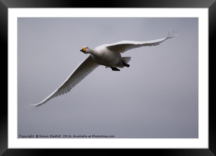 Whooper Swan in Flight Framed Mounted Print by Simon Gledhill