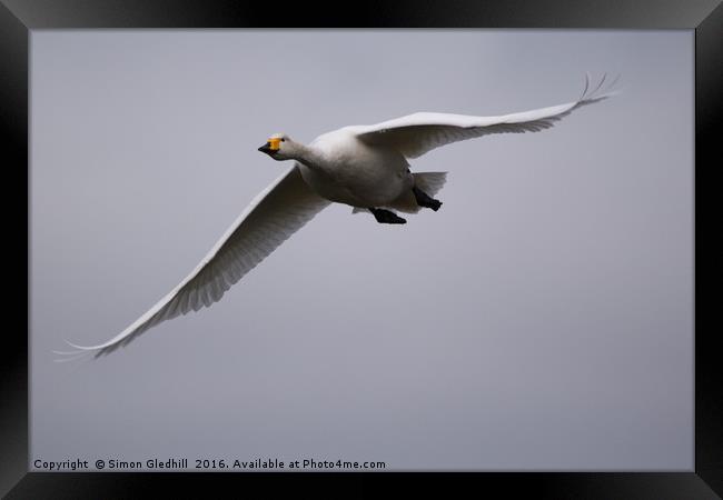 Whooper Swan in Flight Framed Print by Simon Gledhill