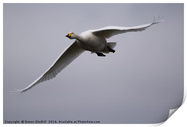 Whooper Swan in Flight Print by Simon Gledhill