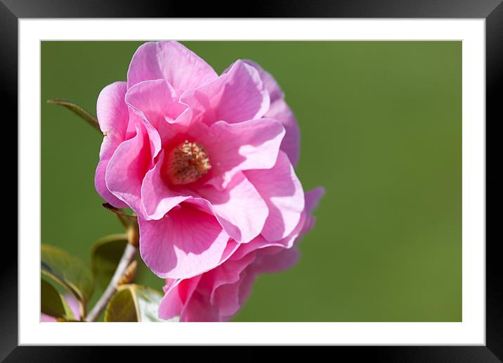 Pink Camellia Framed Mounted Print by Douglas Kerr