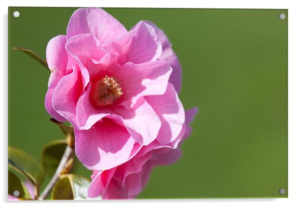 Pink Camellia Acrylic by Douglas Kerr