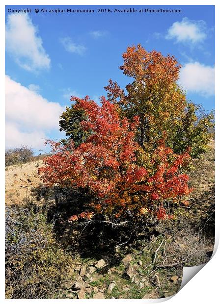 A nice tree on mountain, Print by Ali asghar Mazinanian