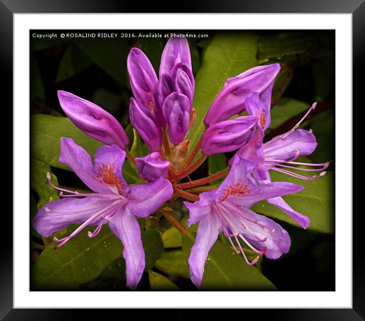 "LILAC RHODODENDRON AT "CRAGSIDE" ROTHBURY NORTHUM Framed Mounted Print by ROS RIDLEY