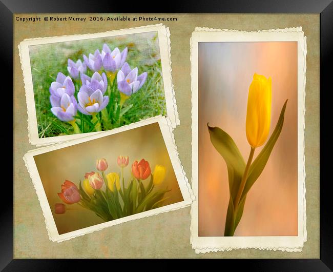 Visions of Springtime Framed Print by Robert Murray