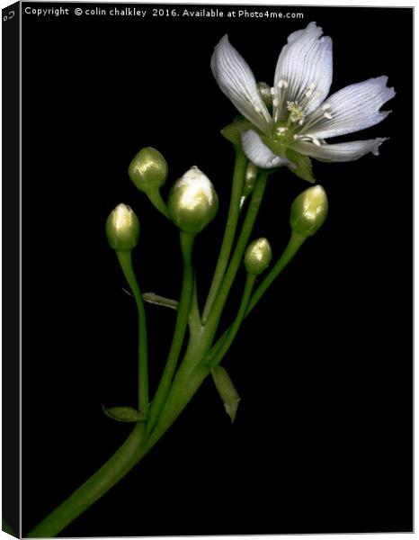 Venus Fly Trap Flower Canvas Print by colin chalkley