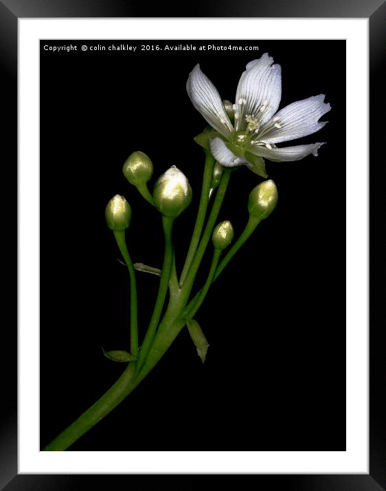 Venus Fly Trap Flower Framed Mounted Print by colin chalkley