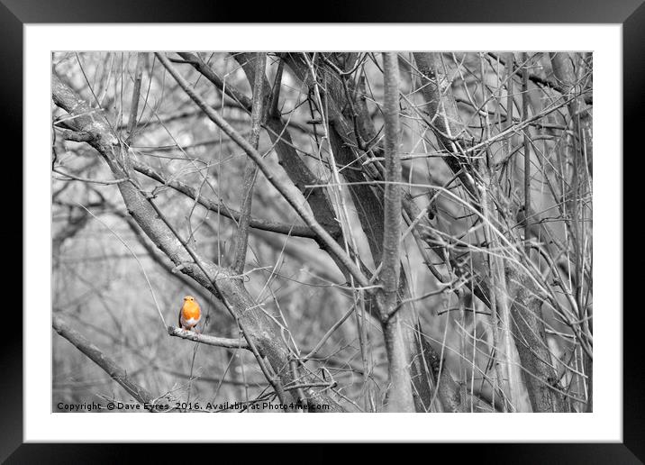 Robin on a branch Framed Mounted Print by Dave Eyres