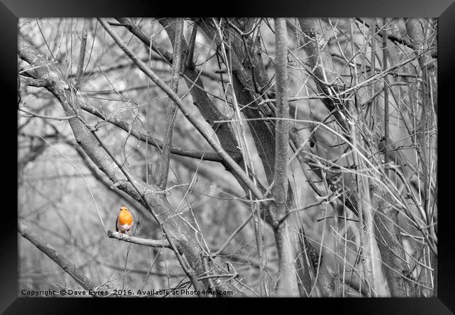 Robin on a branch Framed Print by Dave Eyres