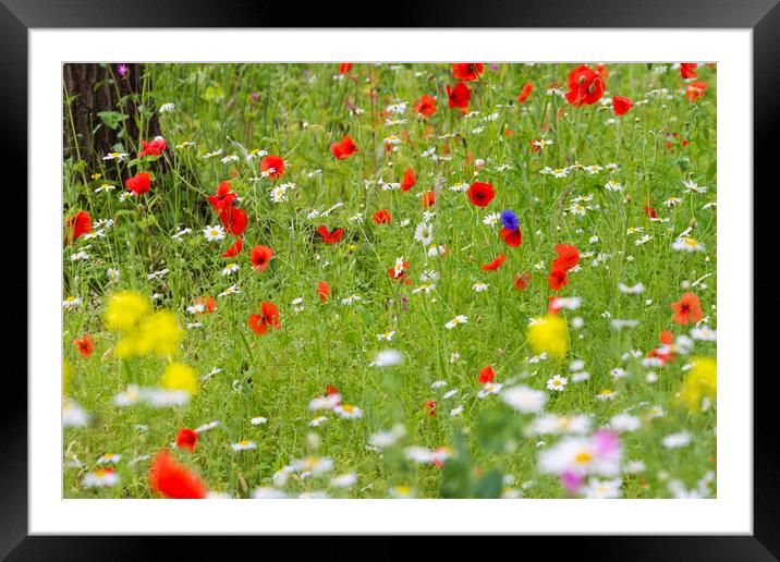 Wildflower meadow  Framed Mounted Print by chris smith