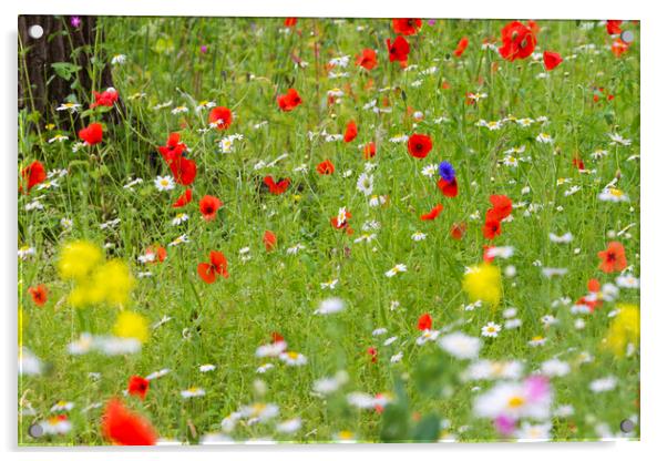 Wildflower meadow  Acrylic by chris smith