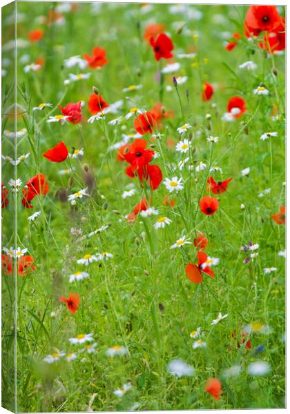 Wildflower meadow  Canvas Print by chris smith