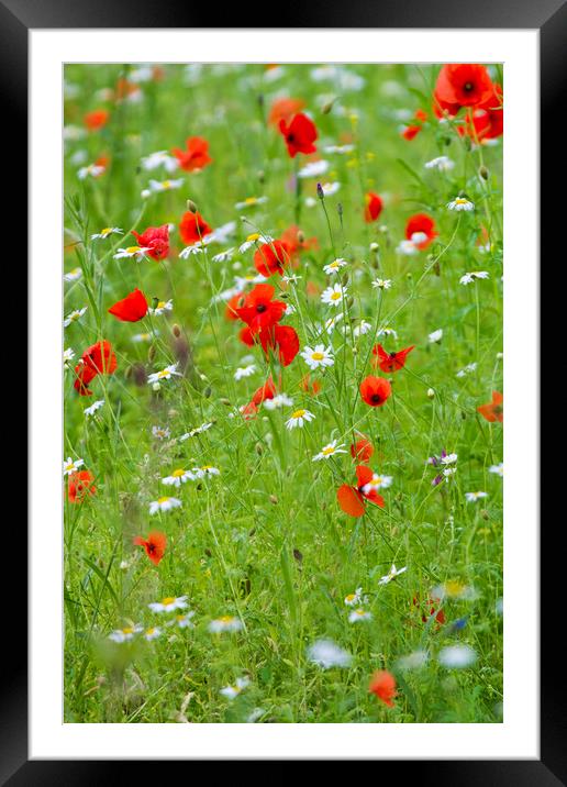 Wildflower meadow  Framed Mounted Print by chris smith