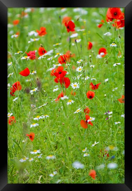 Wildflower meadow  Framed Print by chris smith