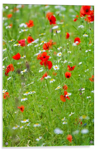 Wildflower meadow  Acrylic by chris smith