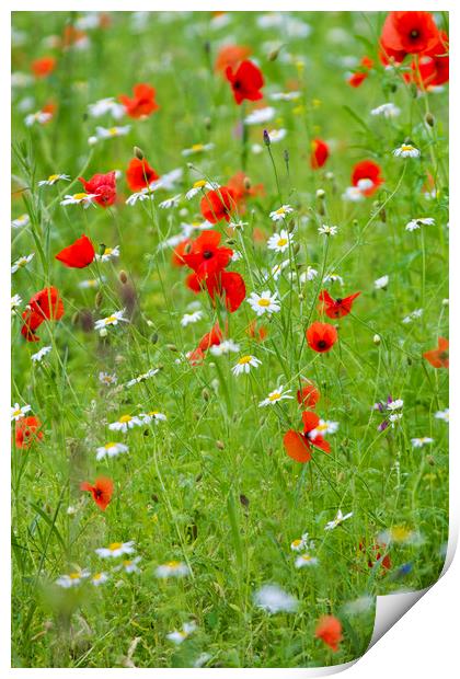 Wildflower meadow  Print by chris smith