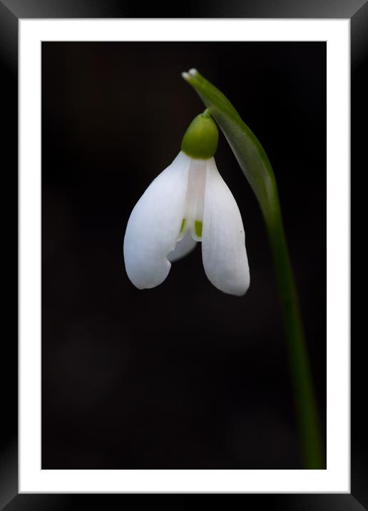 Snowdrop  Framed Mounted Print by chris smith