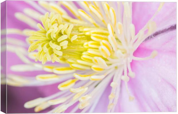 clematis  Canvas Print by chris smith