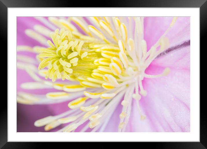 clematis  Framed Mounted Print by chris smith