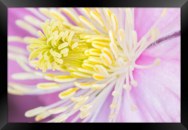 clematis  Framed Print by chris smith