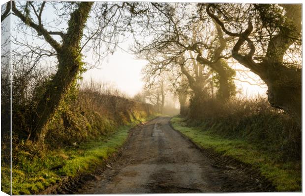 Gnarled In The Mist Canvas Print by Michael Brookes