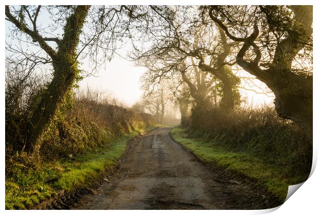 Gnarled In The Mist Print by Michael Brookes