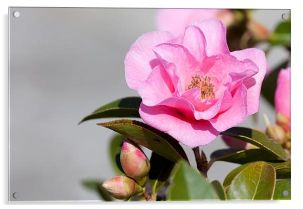 Pink Camellia Acrylic by Douglas Kerr