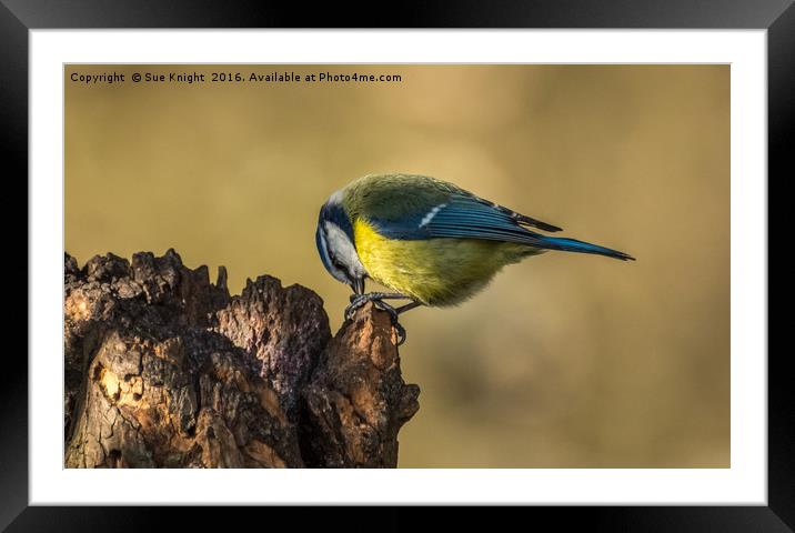 Portrait of a Blue Tit Framed Mounted Print by Sue Knight