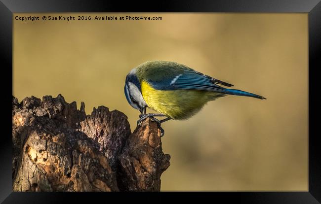 Portrait of a Blue Tit Framed Print by Sue Knight