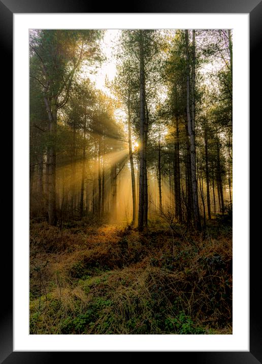 Sunrise - Grimston Woods Framed Mounted Print by Alan Simpson