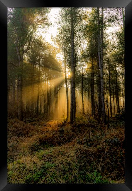 Sunrise - Grimston Woods Framed Print by Alan Simpson
