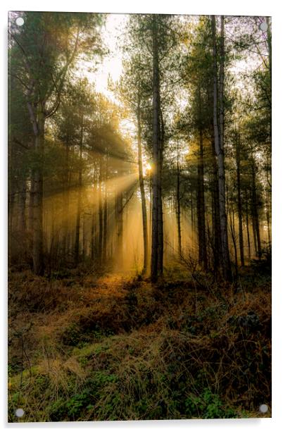Sunrise - Grimston Woods Acrylic by Alan Simpson