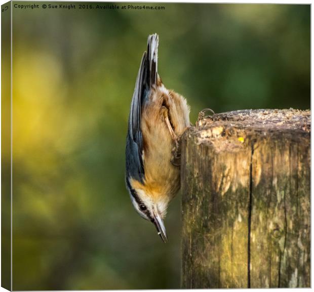 The Nuthatch Canvas Print by Sue Knight