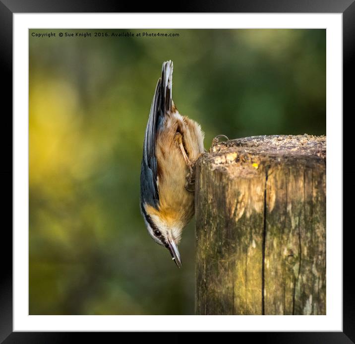 The Nuthatch Framed Mounted Print by Sue Knight