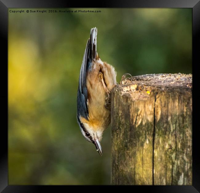 The Nuthatch Framed Print by Sue Knight