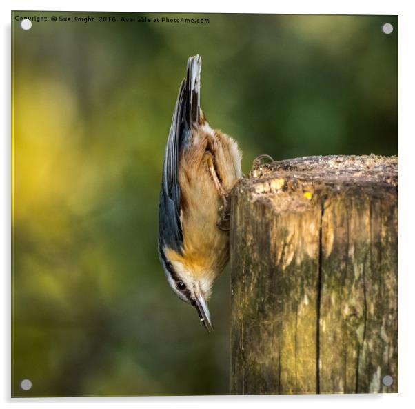 The Nuthatch Acrylic by Sue Knight