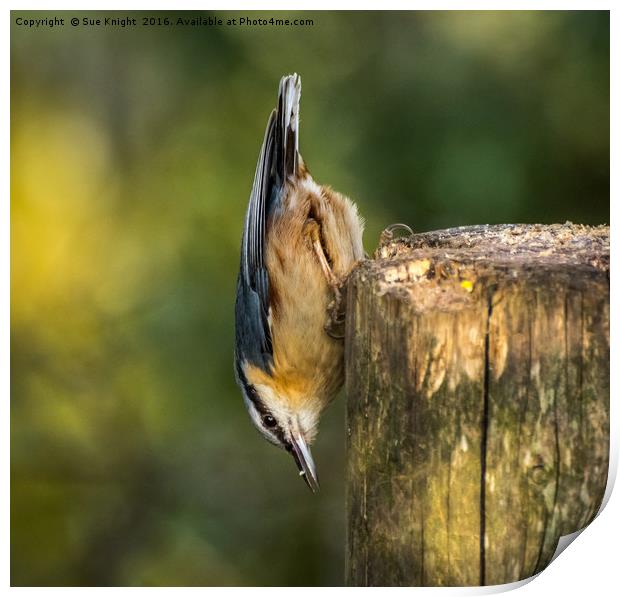 The Nuthatch Print by Sue Knight