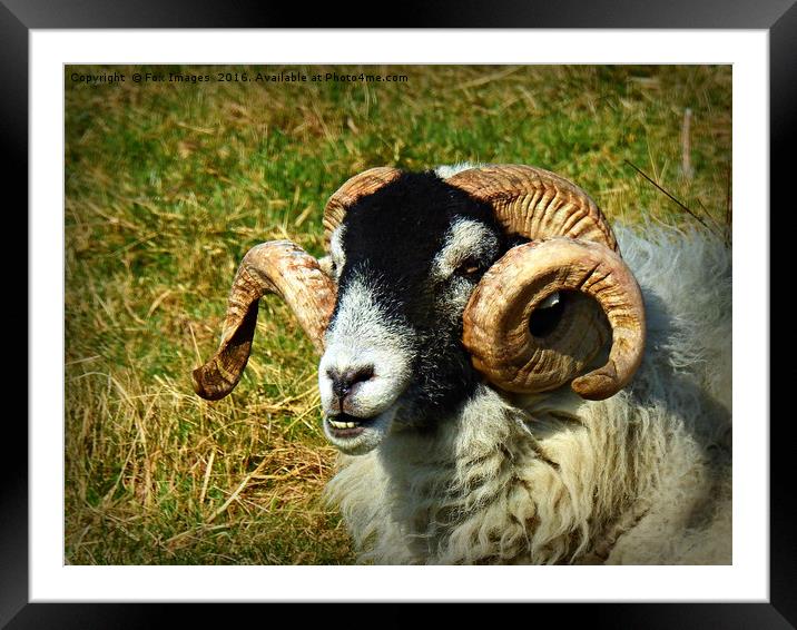 Curly horned sheep Framed Mounted Print by Derrick Fox Lomax