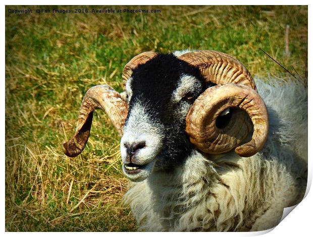 Curly horned sheep Print by Derrick Fox Lomax