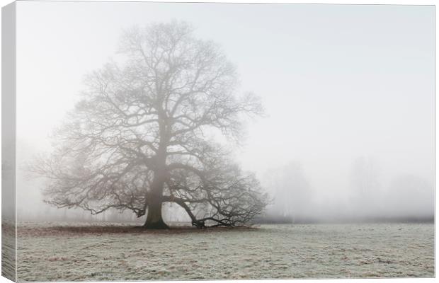 Tree in a frost covered field on a foggy morning.  Canvas Print by Liam Grant