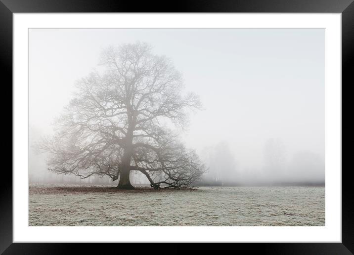 Tree in a frost covered field on a foggy morning.  Framed Mounted Print by Liam Grant