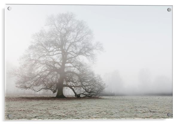 Tree in a frost covered field on a foggy morning.  Acrylic by Liam Grant