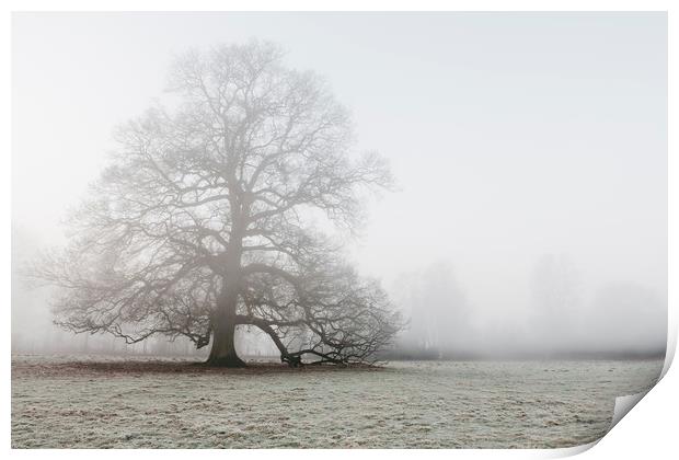 Tree in a frost covered field on a foggy morning.  Print by Liam Grant