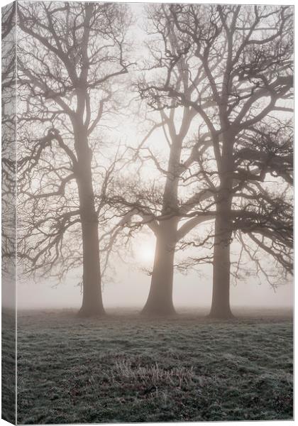 Trees in a frost covered field on a foggy morning. Canvas Print by Liam Grant