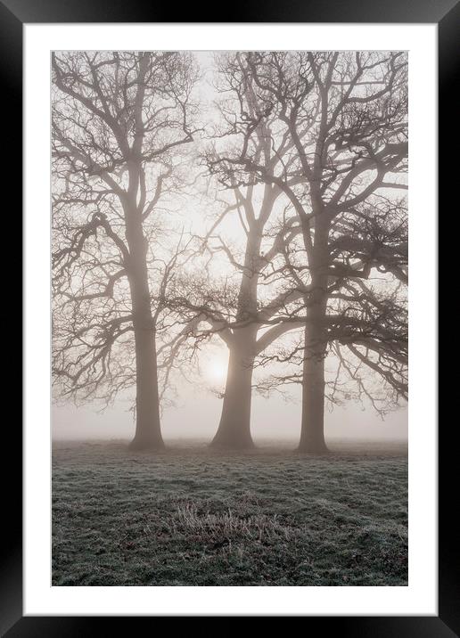 Trees in a frost covered field on a foggy morning. Framed Mounted Print by Liam Grant