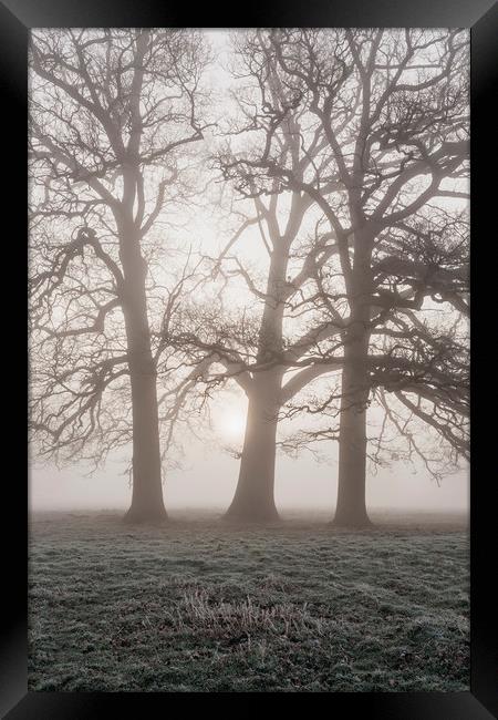 Trees in a frost covered field on a foggy morning. Framed Print by Liam Grant
