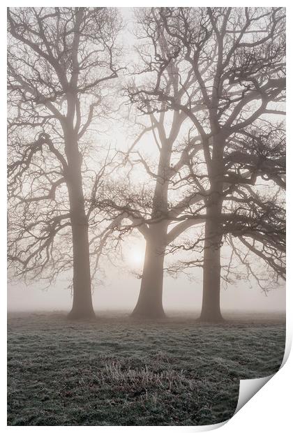 Trees in a frost covered field on a foggy morning. Print by Liam Grant