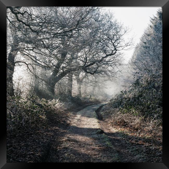 Rays of sunlight on a frost covered track through  Framed Print by Liam Grant